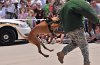 K-9 DSC_7853.jpg